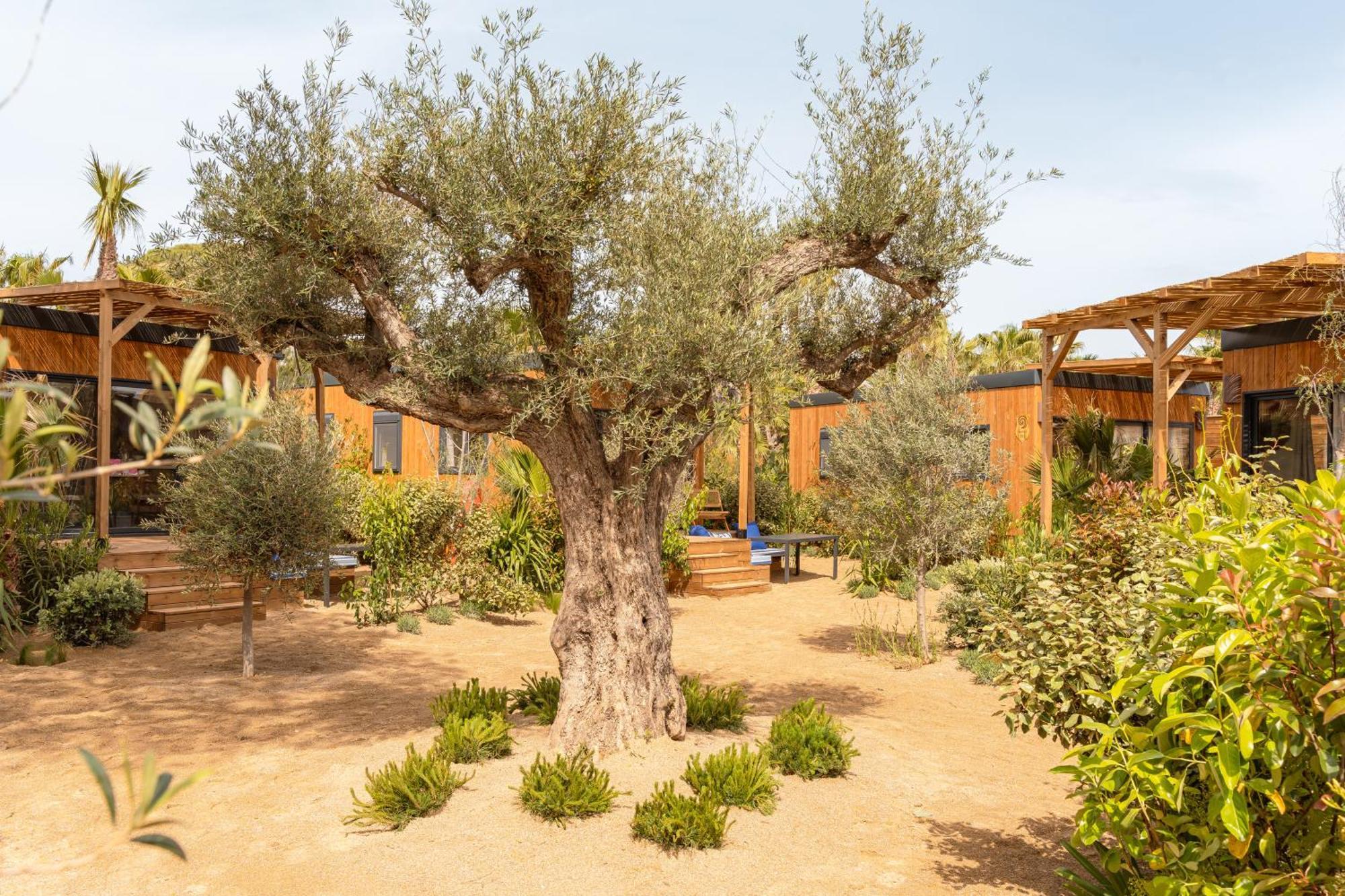 ホテル Toison D'Or ラマチュエル エクステリア 写真 Olive trees in the garden of the hotel